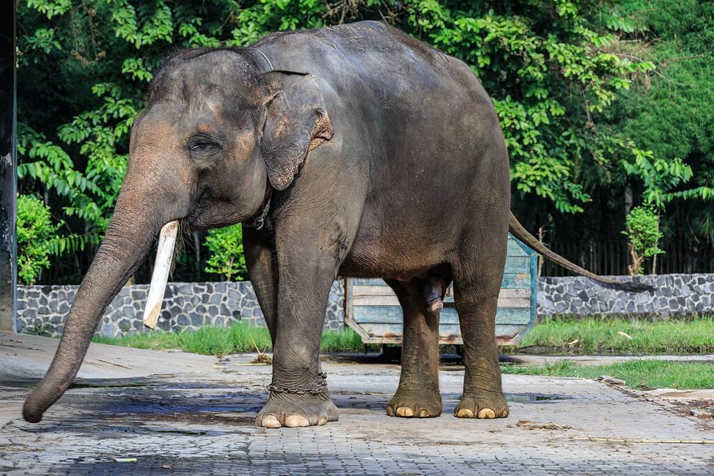 Foto Gajah Sumatera dari Jester168