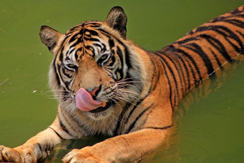 Foto Harimau Sumatera dari Jester168